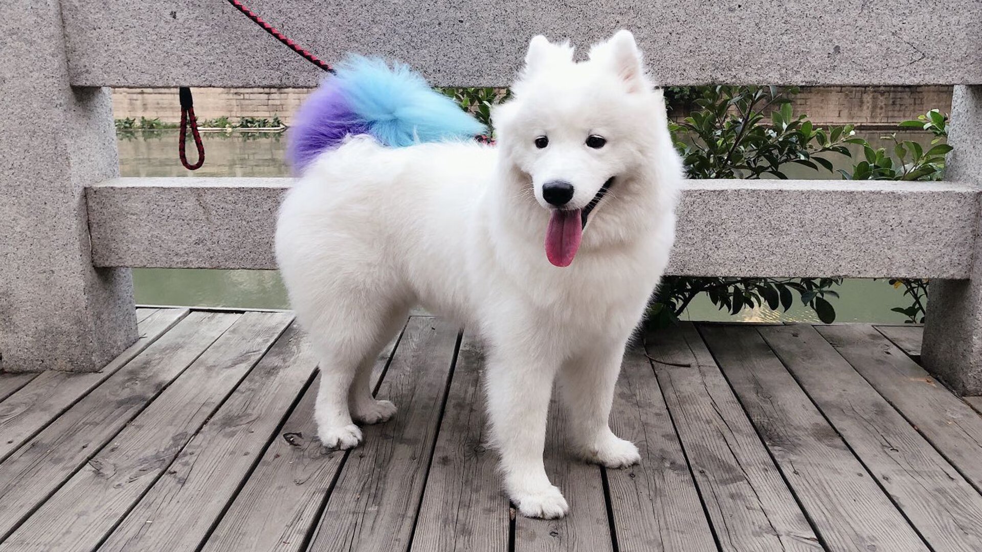 九游网游官网-_全景水上运动节：水上飞行、冲浪轮番上演_，水上冲浪介绍