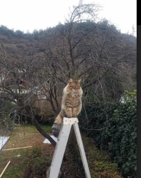 尼克斯核心兰德尔宣布参选市议员，引发热议，兰德尔尼克斯定妆照